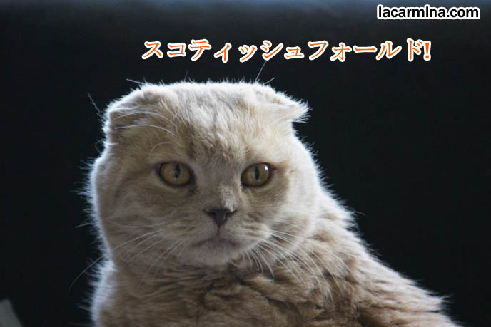 Japanese Scottish Fold cat, cat blog Japan, cute kitty comic strips manga, Asian cats, Japanese kittens folded ears rare breed.
