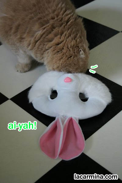 スコティッシュフォールド, Scottish Fold coupari cat, purebred kitty wearing clothes, buy cat clothing, pet fashion