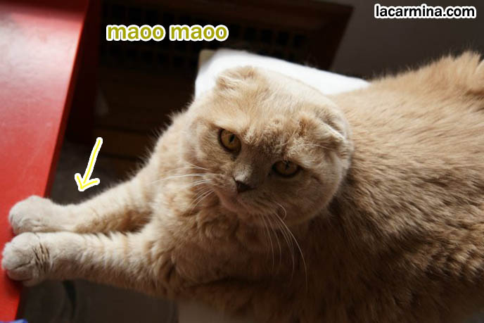 スコティッシュフォールド, Scottish Fold coupari cat, purebred kitty wearing clothes, buy cat clothing, pet fashion