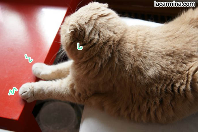 スコティッシュフォールド, Scottish Fold baby cat, furry round head of pet kitty, cute animals