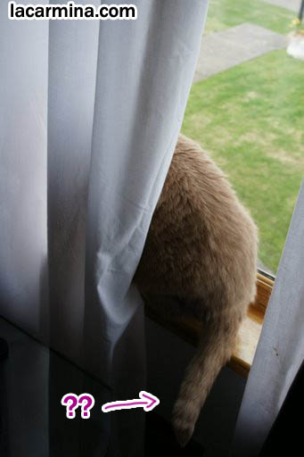 Cute cat sitting on window, windowsill lolcat, cat with tail sticking out from curtains, brown pet housecat
