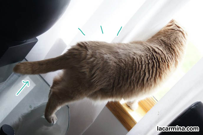 Cat bottom, fat bum, pet furry brown kitty, looking out window, paws on windowsill, house cat in curtains