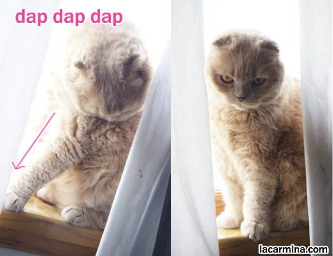 Scottish Fold cat Basil Farrow licking body, paws stretching, cat hiding between curtains on windowsill, スコティッシュフォールド, 猫, kawaii cat.