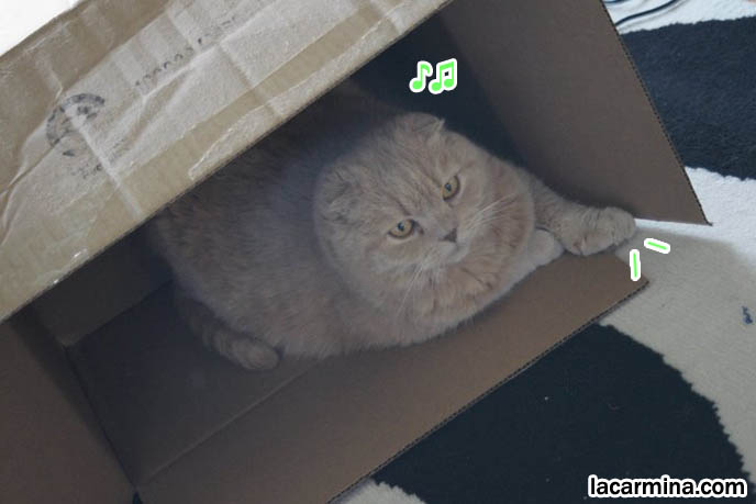 Cute cat with big cardboard box, Scottish Fold cat hiding inside big box, kawaii neko blog