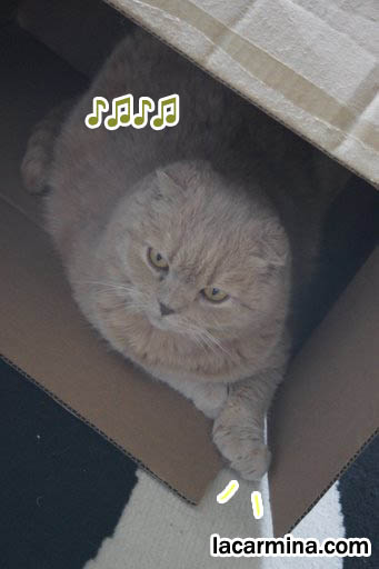 Basil Farrow, cute LOLCAT photos, angry fat cat, ai-yah Chinese Japanese cats