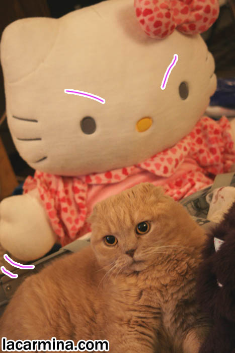 angry Hello Kitty plush toy, LOLCAT humor photos, funny hello kitty and pet cat, silly pet pictures