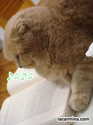 Cute smart cat reading book, sitting on novel. スコティッシュフォールド, 猫, where find buy baby scottish fold cat, rare purebred cat breeders