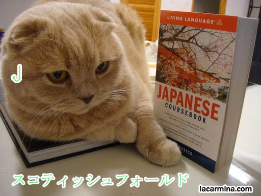cutest scottish fold cat with Japanese textbook, living language coursebook Japan. Basil Farrow, star of Cute Yummy Time recipe cookbook by La Carmina