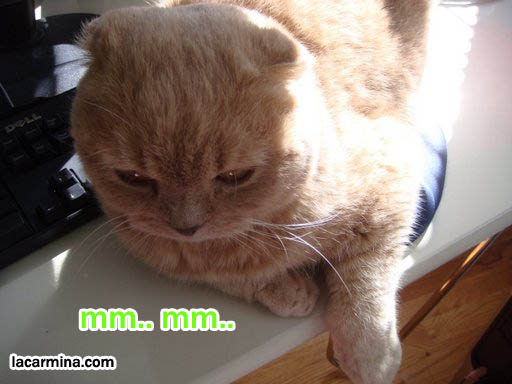 Cute fat pet cat sitting under sun, suntanning kitty, adorable cute foldy eared cat. スコティッシュフォールド, 猫, buy baby scottish fold cat, rare fllop eared breed kitten