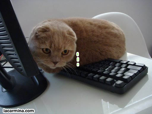 Cat sitting on keyboard and mousepad, funny cat photos, LOLCAT humor, pet cat blog