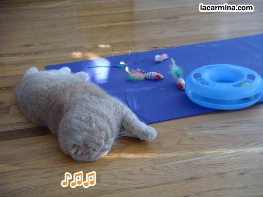 Cute fat pet cat on yoga mat, adorable cute foldy eared cat with mouse toys. スコティッシュフォールド, 猫, buy designer cute pet toys