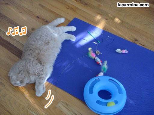 Funny Garfield fat pet cat on yoga mat, adorable cute foldy eared cat with mouse toys. スコティッシュフォールド, 猫, buy designer cute pet toys