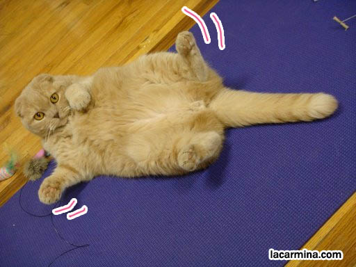 cute fat funny folded eared cat, pet cats on yoga mat, yellow fur LOLcat lying on back with paws in the air. スコティッシュフォールド, 猫, cat stretch yoga pose