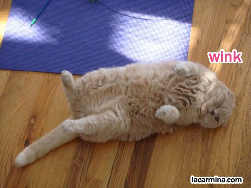 flop eared cat winking, cute fat funny folded eared cat, pet cats on yoga mat, yellow fur LOLcat lying on back with paws in the air. スコティッシュフォールド, 猫, cat stretch yoga pose