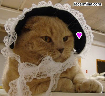 cat wearing lace Gothic Lolita bonnet, cat and pet costumes, outfits and hats. スコティッシュフォールド, 猫, cute silly funny cat photos, LOLCat Japanese blog