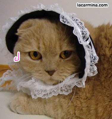 cat wearing lace Gothic Lolita bonnet, cat and pet costumes, outfits and hats. スコティッシュフォールド, 猫, cute silly funny cat photos, LOLCat Japanese blog