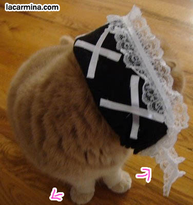 cat wearing lace Gothic Lolita bonnet, cat and pet costumes, outfits and hats. スコティッシュフォールド, 猫, cute silly funny cat photos, LOLCat Japanese blog