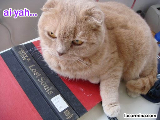 Goth cat, gothic kitty pet cat. Goth breeds of cats, funny photos of LOLCat reading book, sitting on laptop and gloves. スコティッシュフォールド, 猫, cute scottish fold drop-eared or flop-eared cat, funny lolcat pictures