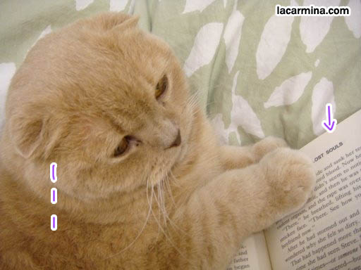 Goth cat, gothic kitty pet cat. Goth breeds of cats, funny photos of LOLCat reading book, sitting on laptop and gloves. スコティッシュフォールド, 猫, cute scottish fold drop-eared or flop-eared cat, funny lolcat pictures
