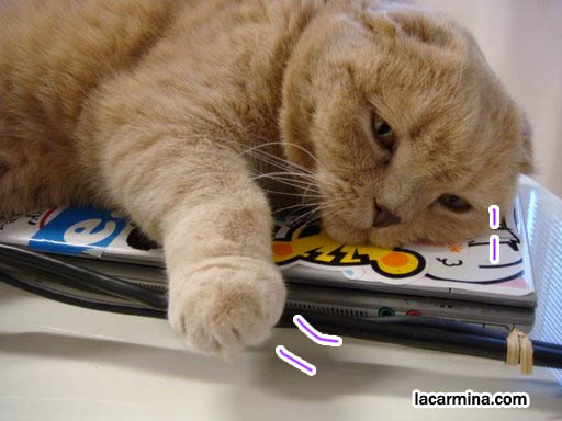 Goth cat, gothic kitty pet cat. Goth breeds of cats, funny photos of LOLCat reading book, sitting on laptop and gloves. スコティッシュフォールド, 猫, cute scottish fold drop-eared or flop-eared cat, funny lolcat pictures