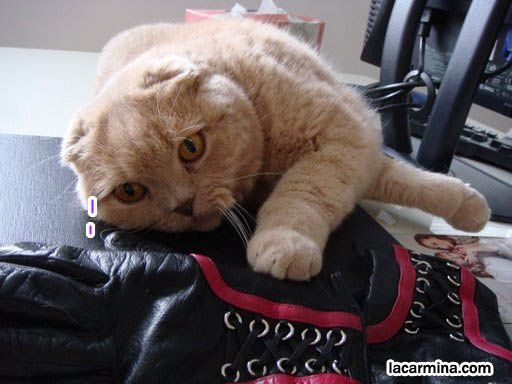 Goth cat, gothic kitty pet cat. Goth breeds of cats, funny photos of LOLCat reading book, sitting on laptop and gloves. スコティッシュフォールド, 猫, cute scottish fold drop-eared or flop-eared cat, funny lolcat pictures