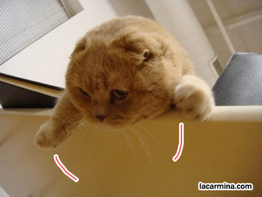 Fat Garfield pet kitty, fattest cat, adorable kitten hanging from table. Earless cat breed, floppy eared folded ear cats Scottish Fold, breeder and where to buy.  スコティッシュフォールド, 猫, best silly pet photos