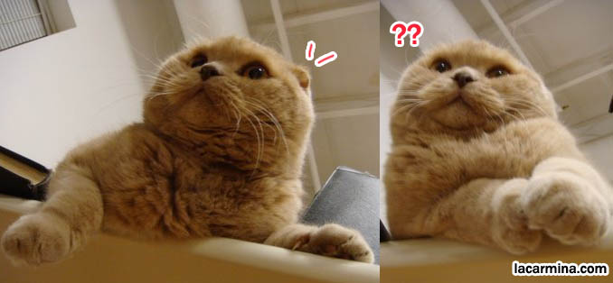 Fat Garfield pet kitty, fattest cat, adorable kitten hanging from table. Earless cat breed, floppy eared folded ear cats Scottish Fold, breeder and where to buy.  スコティッシュフォールド, 猫, best silly pet photos