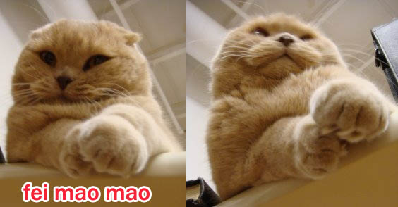 Fat Garfield pet kitty, fattest cat, adorable kitten hanging from table. Earless cat breed, floppy eared folded ear cats Scottish Fold, breeder and where to buy.  スコティッシュフォールド, 猫, best silly pet photos
