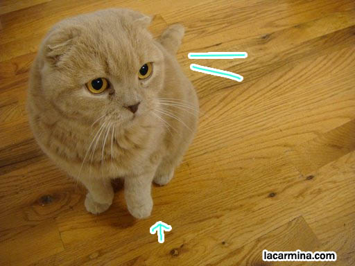 Owl faced scottish fold or coupari cat, prize winning cat show scottish Fold. where to buy rare earless purebred cat breed, floppy eared fluffy short-haired furry kitty. スコティッシュフォールド, 猫, best silly pet photos, Japanese style pet blog and books