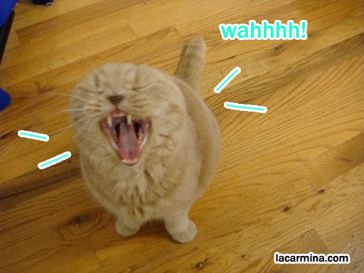 Owl faced scottish fold or coupari cat, prize winning cat show scottish Fold. where to buy rare earless purebred cat breed, floppy eared fluffy short-haired furry kitty. スコティッシュフォールド, 猫, best silly pet photos, Japanese style pet blog and books
