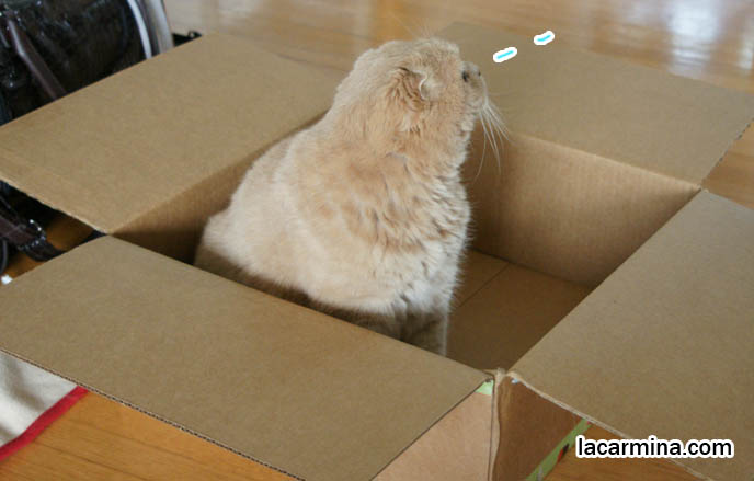 Scottish fold cat jumping into big cardboard box, cute kitty sitting in boxes, Japan cat blog Maru, Youtube videos. Lop-eared, floppy eared cat, British shorthair rare breed with fold ears, Coupari. スコティッシュフォールド, 猫, silly pet photos