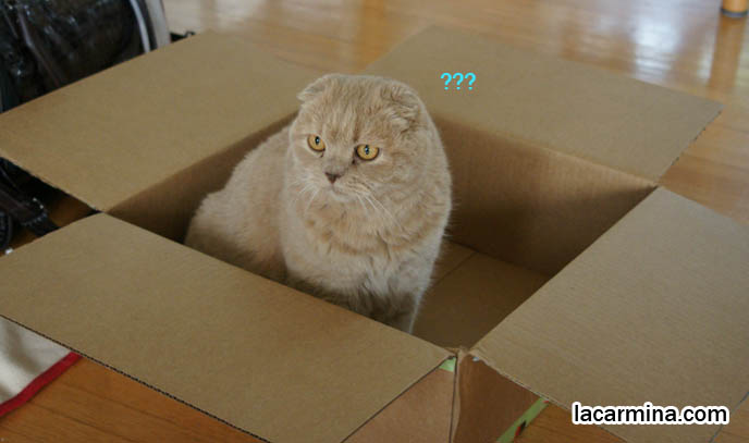 Scottish fold cat jumping into big cardboard box, cute kitty sitting in boxes, Japan cat blog Maru, Youtube videos. Lop-eared, floppy eared cat, British shorthair rare breed with fold ears, Coupari. スコティッシュフォールド, 猫, silly pet photos