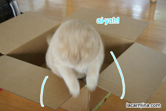 Scottish fold cat jumping into big cardboard box, cat in motion, blur photography, cute kitty sitting in boxes, Japan cat blog Maru, Youtube videos. Lop-eared, floppy eared cat, British shorthair rare breed with fold ears, Coupari. スコティッシュフォールド, 猫, silly pet photos