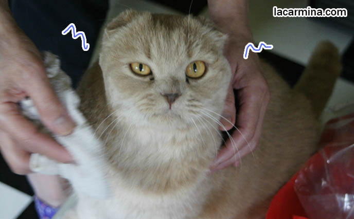 how to give cats a bath, Scottish fold cat being cleaned with towel, foldy ears and fat furry face, yellow cat with yellow eyes. スコティッシュフォールド, 猫, funny silly lolcat photos, hilarious pet pictures