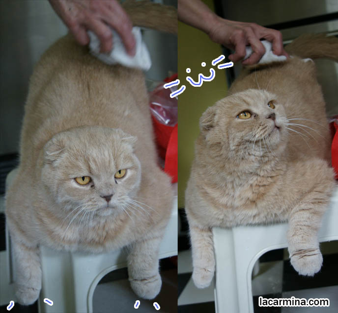 how to give cats a bath, Scottish fold cat being cleaned with towel, foldy ears and fat furry face, yellow cat with yellow eyes. スコティッシュフォールド, 猫, funny silly lolcat photos, hilarious pet pictures