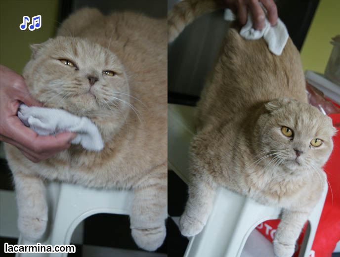 how to give cats a bath, Scottish fold cat being cleaned with towel, foldy ears and fat furry face, yellow cat with yellow eyes. スコティッシュフォールド, 猫, funny silly lolcat photos, hilarious pet pictures