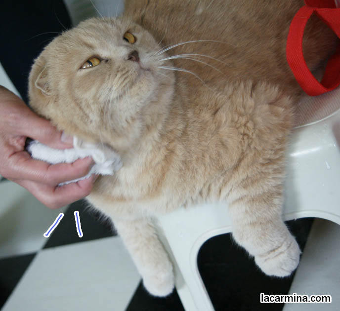 how to give cats a bath, Scottish fold cat being cleaned with towel, foldy ears and fat furry face, yellow cat with yellow eyes. スコティッシュフォールド, 猫, funny silly lolcat photos, hilarious pet pictures