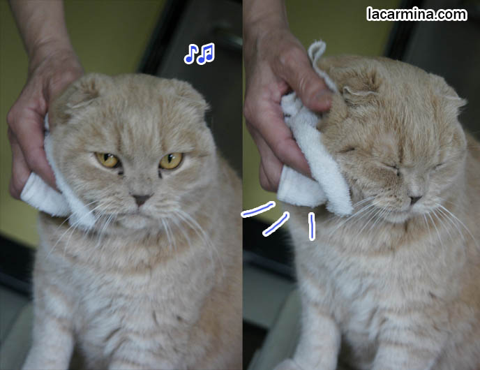 how to give cats a bath, Scottish fold cat being cleaned with towel, foldy ears and fat furry face, yellow cat with yellow eyes. スコティッシュフォールド, 猫, funny silly lolcat photos, hilarious pet pictures