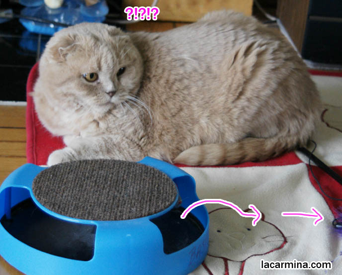Cat playing with mouse toy, fat scottish fold cat lying on side, furry kitty with striped tiger tail, kitten reaching for mouse, paw swatting. mice running away from cat, スコティッシュフォールド, 猫, funny lolcat photos, pet animal humor