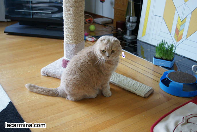 Cat scratching a post, cat with claws out on scratching pole, animated gif or video of cat playing, cute scottish fold cat Basil Farrow スコティッシュフォールド, 猫, funny animal humor, lolcat blog collection, best of