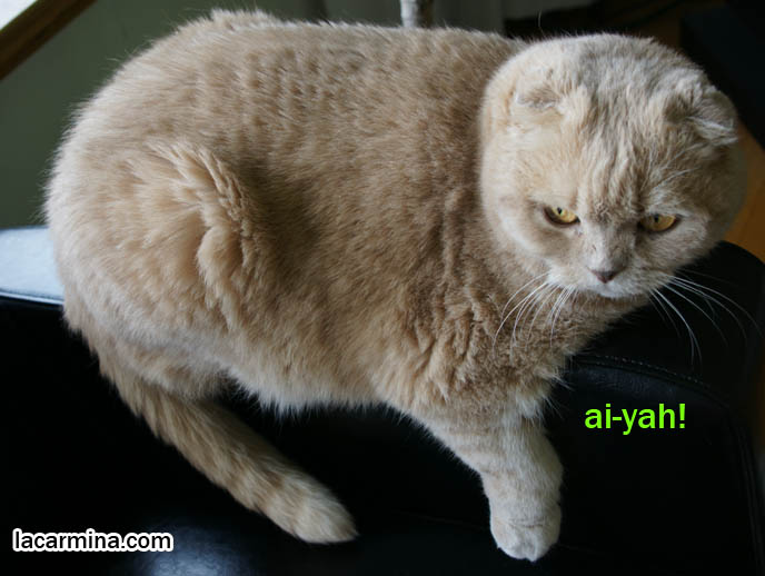 Japanese station master cat wearing hat Tama, famous Japan train cat. Monorail LOLCAT, funny cat with paws dangling like train, I can has cheezburger memes, best of lolcat pictures, funny animal photos, Scottish Fold cutest cat in the world スコティッシュフォールド, 猫