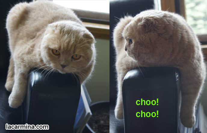 Japanese station master cat, train railway catTama, Monorail LOLCAT, funny cat with paws dangling like train, I can has cheezburger memes, best of lolcat pictures, funny animal photos, Scottish Fold cutest cat in the world スコティッシュフォールド, 猫