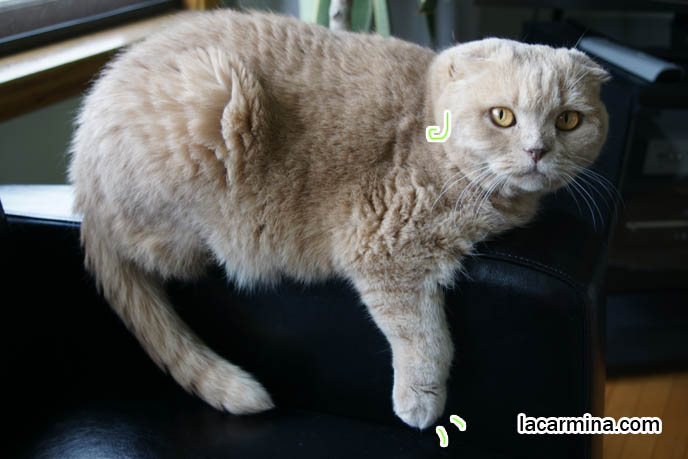 Japanese train station master cat wearing hat Tama. Monorail LOLCAT, funny cat with paws dangling like train, I can has cheezburger memes, best of lolcat pictures, funny animal photos, Scottish Fold cutest cat in the world スコティッシュフォールド, 猫