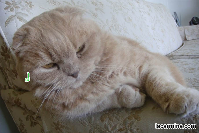 Cat sitting on sofa or couch like a person, paws in the air, human position kitty. Big pink padded paws on little baby kitten. Silly faced cat, LOLCAT pictures. Scottish Fold cutest cat in the world スコティッシュフォールド, 猫