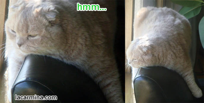 Cat straddling top of leather chair, eyes closed, yellow slit pupils. Big pink padded paws on little baby kitten. Silly faced cat, LOLCAT pictures. Scottish Fold cutest cat in the world スコティッシュフォールド, 猫