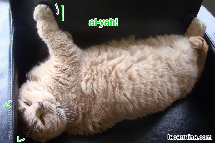 Cat lying on back, stomach in air, kitty getting tummy rub, ears pressed against leather sofa. Big pink padded paws on little baby kitten. Silly faced cat, LOLCAT pictures. Scottish Fold cutest cat in the world スコティッシュフォールド, 猫