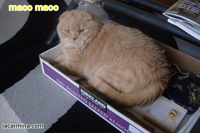 スコティッシュフォールド, kawaii neko, cat 猫 Japanese, Scottish Fold cat sitting in cardboard box, Japanese kitty bloggers, famous cats on the Internet. Funny LOLcat pictures and comic strip or manga. kitten in a tray, Garfield's square bed
