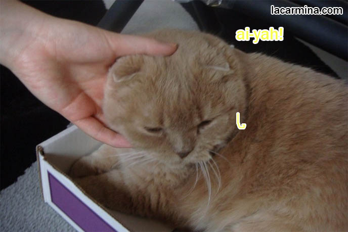 スコティッシュフォールド, kawaii neko, cat 猫 Japanese, Scottish Fold cat sitting in cardboard box, Japanese kitty bloggers, famous cats on the Internet. Funny LOLcat pictures and comic strip or manga. kitten in a tray, Garfield's square bed