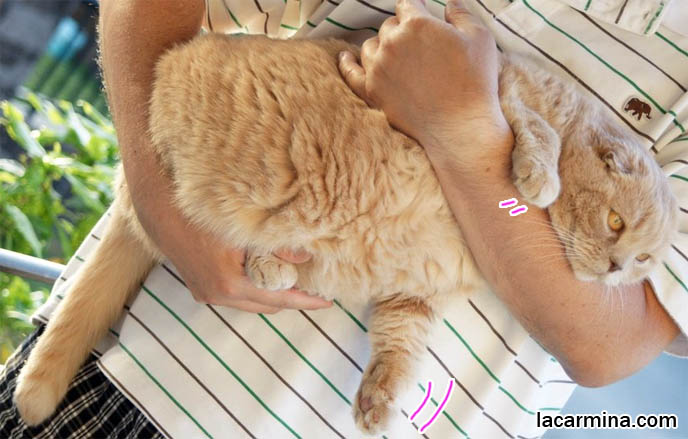 スコティッシュフォールド, kawaii neko, cat 猫 Japanese, Scottish Fold cat carried by owner in arms, kitten being held, how to carry a cat, fat kitty dangling paws and tail, hanging from ledge, adorable tame cat, training cat to be well behaved, training pet cat to be handled, gentle temperament