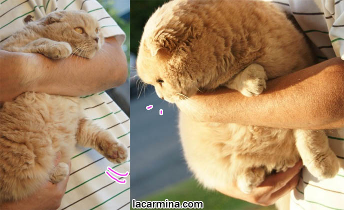 スコティッシュフォールド, kawaii neko, cat 猫 Japanese, Scottish Fold cat carried by owner in arms, kitten being held, how to carry a cat, fat kitty dangling paws and tail, hanging from ledge, adorable tame cat, training cat to be well behaved, training pet cat to be handled, gentle temperament
